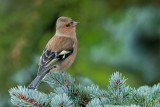 Common Chaffinch 