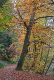 Autumn at the Lake