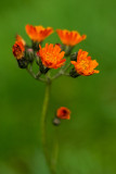 Fox-and-cubs