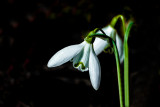 Snowdrop