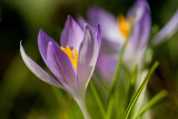 Open Crocus