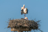 Storks in the Nest