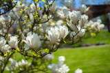 Magnolia in White