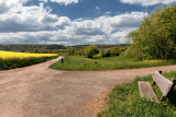 Rapeseed  outside the Village