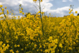Rapeseed  Close-up