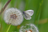 White on Dandelion