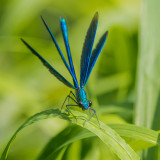 Drying Wings