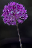 Allium wet from Rain