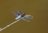 Broad Bodied Chaser (Male)