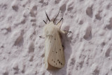 White Tiger Moth