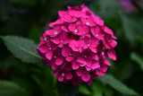 Hydrangea