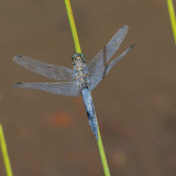 Four Spotted Chaser