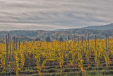 Late Autumn in the Vineyards