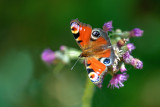 European Peacock