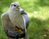 Scottish Games 2018