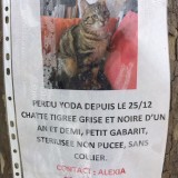Lost kitty in Montral du Gers