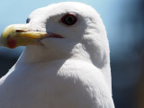 457_OM1A1704.JPG
