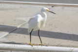 Snowy Egret