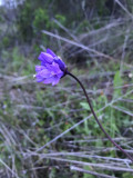 Wild Hyacinth (Dichelostemma capitatum) 