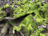 Nice green moss