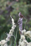 Song Sparrow singing