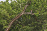 Red-shouldered Hawk in tree
