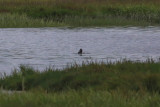 Canvasback