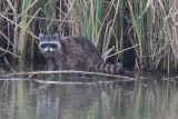 Raccoon