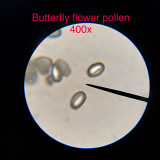 Butterfly flower pollen, 400x