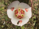 Butterfly Mariposa Lily (Calochortus venustus)