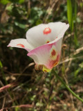 Butterfly Mariposa Lily (Calochortus venustus)