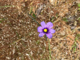Blue-eyed Grass (Sisyrinchium bellum)