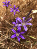 Elegant Brodiaea (Brodiaea elegans)