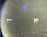 Common Merganser pair