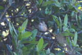 Selasphorus hummingbird (likely Allen's)