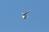 Snowy Egrets in flight