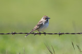 Lark Sparrow