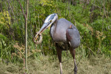 Great Blue Heron eating an Alligator Lizard, Ed Levin County Park near Sandy Wool Lake