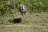 Great Blue Heron eating an Alligator Lizard