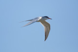 Forsters Tern