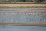 Dunlin and other shorebirds