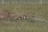Burrowing Owls, Alviso