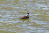 Eared Grebe, Alviso Marina