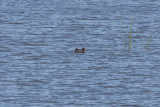 Common Gallinule, Guadalupe River from Gold Street bridge