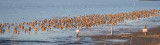 Godwits and Dowitchers