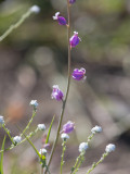 Jewelflower (Streptanthus species)