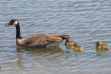 Canada Goose with goslings on Shoreline Lake