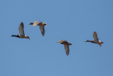 Mallards in flight