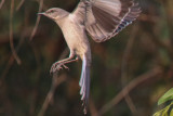 Northern Mockingbird