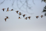 Canada geese